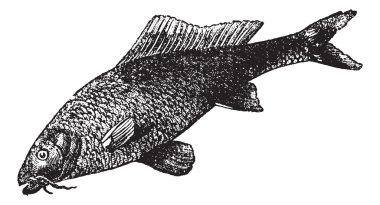 Cyprinus carpio or common carp vintage engraving clipart