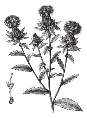 Carthamus tinctorius or safflower vintage engraving clipart