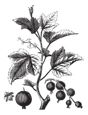 Ribes berry or blackcurrant or vintage engraving clipart