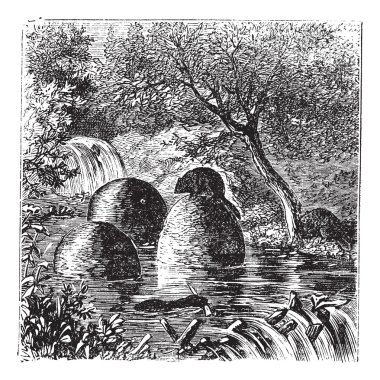 Lodges and dams built by beavers vintage engraving clipart