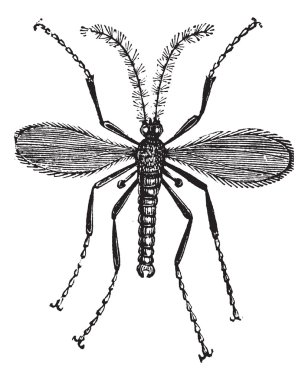 Hessian fly, or Mayetiola destructor vintage engraving clipart