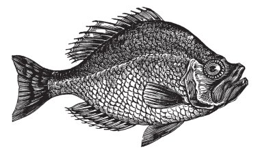 Centrarchus aeneus or rock bass fish vintage engraving clipart