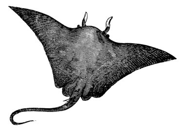 Manta ray, Manta birostris or Cephalopterus vampyrus ray vintage clipart