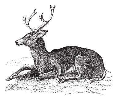 Mule deer or Odocoileus hemionus vintage engraving clipart