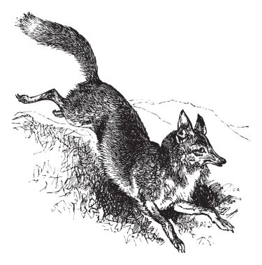 Golden jackal or Canis aureus vintage engraving clipart