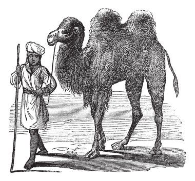 Bactrian camel or Camelus bactrianus vintage engraving clipart