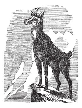 Chamois veya antilope rupicapra antika gravür