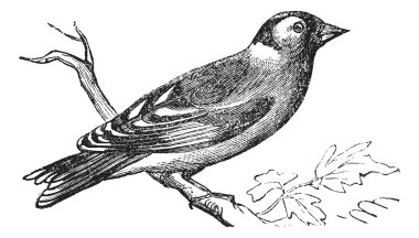 Finch vintage engraving clipart