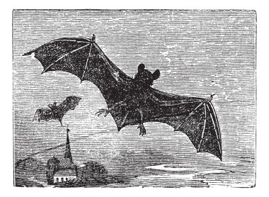 Common Bat vintage engraving clipart