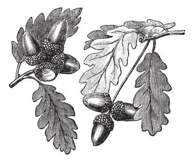 English Oak vintage engraving clipart