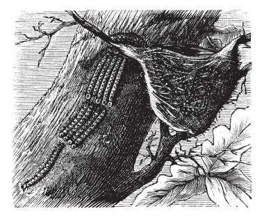 Processionary Caterpillar vintage engraving clipart