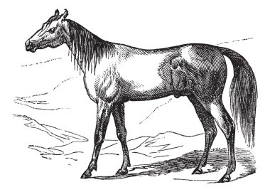 Arabian Horse vintage engraving clipart