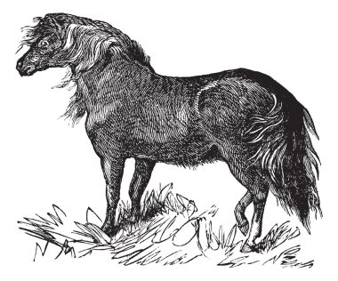 Shetland Pony vintage engraving clipart