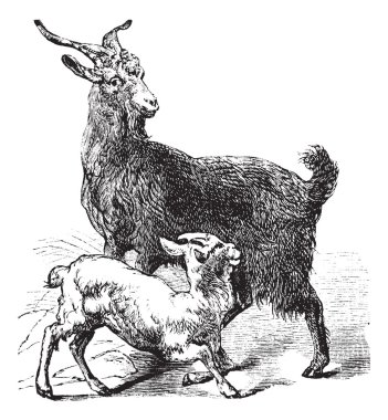 Domestic Goat vintage engraving clipart