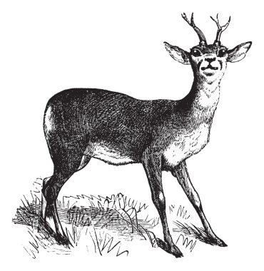 Roe Deer vintage engraving clipart