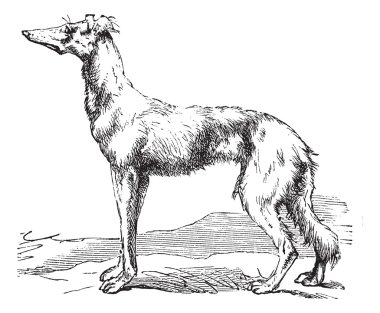 vintage Farsça greyhound oyma