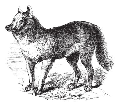 Dingo vintage engraving clipart