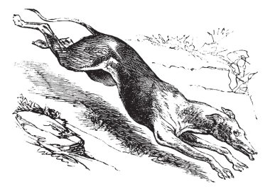 English Greyhound vintage engraving clipart