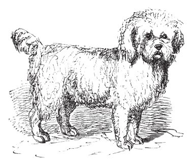 Barbet or Canis lupus familiaris vintage engraving clipart