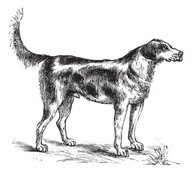 Harrier or Canis lupus familiaris vintage engraving clipart