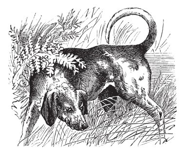 Beagle or Canis lupus familiaris vintage engraving clipart