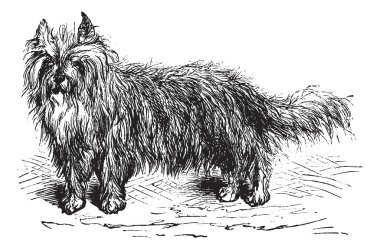 Skye Terrier or Canis lupus familiaris vintage engraving clipart