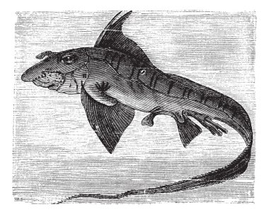 Rabbit Fish or Rat Fish or Chimaera monstrosa vintage engraving clipart