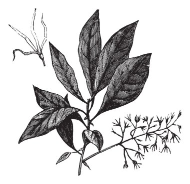 Beyaz fringetree veya chionanthus virginicus vintage oyma