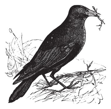 Jackdaw or Corvus monedula vintage engraving clipart