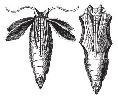 Chrysalide of a Moth vintage engraving clipart