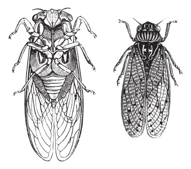 Cicada or Cicadidae or Tettigarctidae vintage engraving clipart