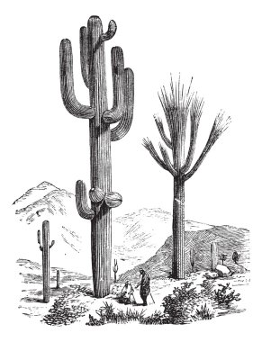 Saguaro or Carnegiea gigantea vintage engraving clipart