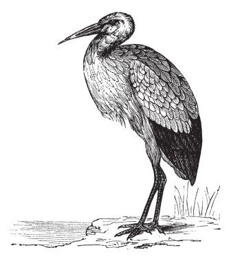White Stork or Ciconia ciconia vintage engraving clipart