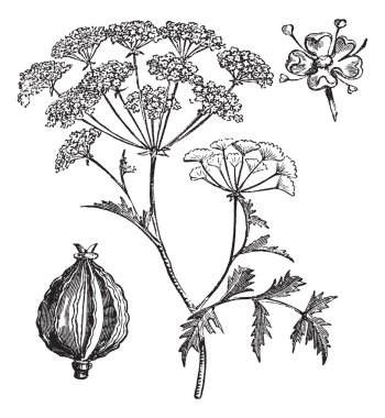 Hemlock or Poison Hemlock or Conium maculatum vintage engraving clipart
