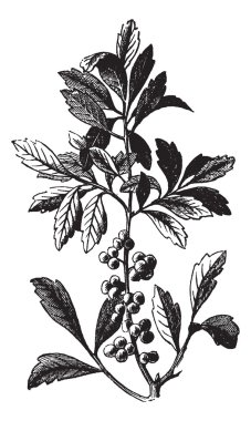 Southern Wax Myrtle or Southern Bayberry or Candleberry or Tallo clipart