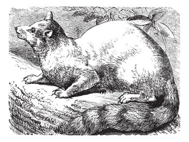 Ringtail or Ring-tailed Cat or Bassariscus astutus vintage engra clipart