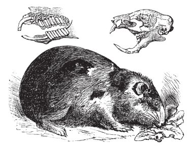 Guinea pig or Cavy or Cavia porcellus vintage engraving clipart