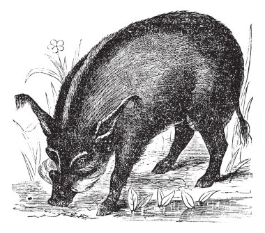 Warthog or Wart-hog or African Lens-Pig or Phacochoerus africanu clipart