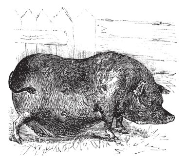 Heude's Pig or Indochinese Warty Pig or Vietnam Warty Pig or Sus clipart