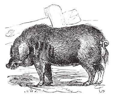 Curly-hair Hog or Mangalitsa or Mangalitza or Mangalica or Sus b clipart