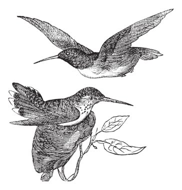 Anna's Hummingbird or Calypte anna vintage engraving clipart