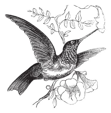 Ruby-throated Hummingbird or Archilochus colubris vintage engrav clipart