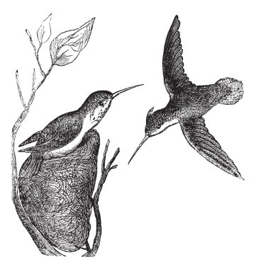 Rufous Hummingbird or Selasphorus rufus vintage engraving clipart