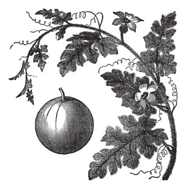 Colocynth or Bitter Apple or Bitter Cucumber or Egusi or Vine of clipart