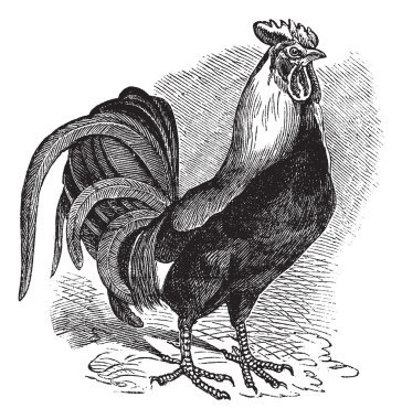 Rooster or Cockerel or Cock or Gallus gallus vintage engraving clipart