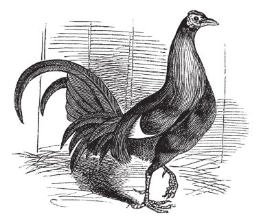 Gamecock or Game Rooster or Game Cockerel or Gallus gallus clipart