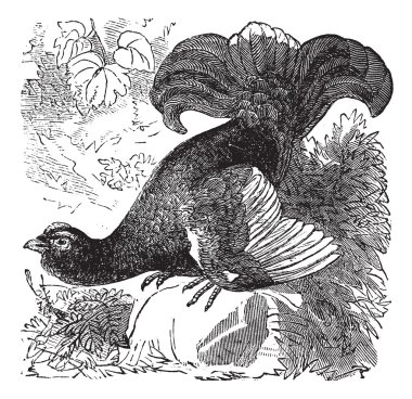 Black Grouse or Blackgame or Tetrao tetrix vintage engraving clipart