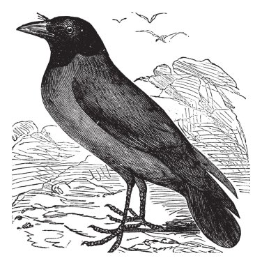 Hooded Crow or Hoodiecrow or Corvus cornix vintage engraving clipart