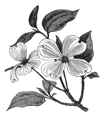 Flowering Dogwood or Cornus florida vintage engraving clipart