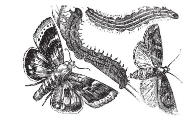 Owlet moth or Noctuidae vintage engraving clipart